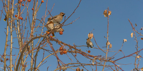 waxwings eating small frozen apples