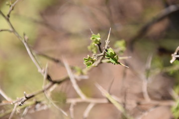 Little Leafs 