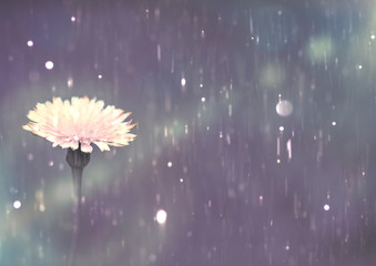 Dandelion Flower in the rain, close up. white Flower background © André Cecim