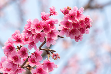 Spring cherry blossoms, pink flowers