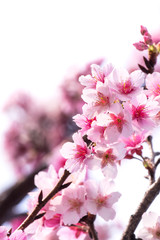 Spring cherry blossoms, pink flowers