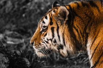 Fototapeta na wymiar Golden Tiger