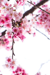 Spring cherry blossoms, pink flowers