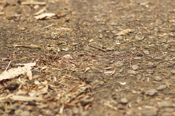 Dry leaves on ground. Leaves texture background. Leafs. top view