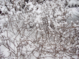 Frost snow-covered bush stem on the ground