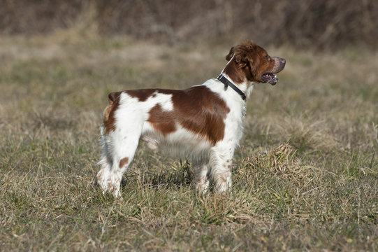 Epagneul breton, breton bianco e arancio giovane in ferma