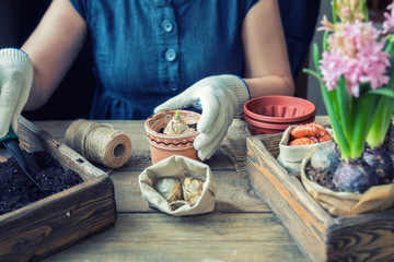 Gardening and planting concept. Woman hands planting hyacinth in ceramic pot. Seedlings garden...