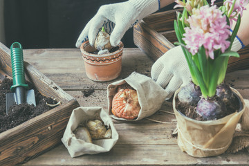 Gardening and planting concept. Woman hands planting hyacinth in ceramic pot. Seedlings garden tools tubers (bulbs) gladiolus and hyacinth flowers pink hyacinth. Toned and processing photo.
