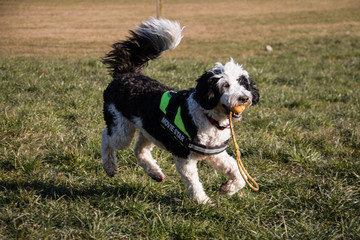 Portuguese water dog  playing in meadow with a yellow ball