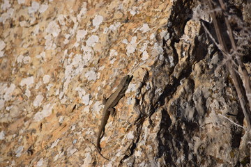 Lizard