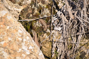 Lizards