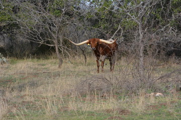 Texas Longhorns