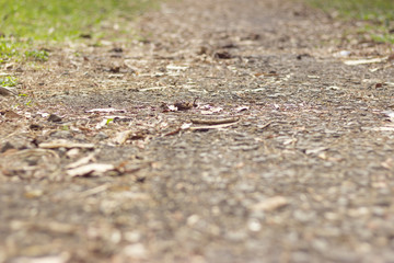 Dry leaves on ground. Leaves texture background. Leafs. top view