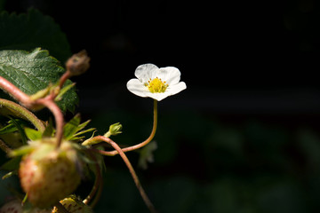 Strawberry flower and leaf in farm