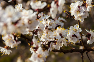 White flowers of the apricot tree