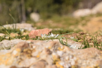 White Hiding Crocuses