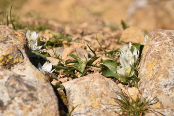 White Crocuses on Rock