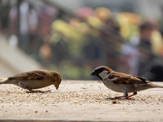 Sparrow eating grains