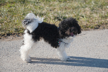 Black and white Toy Poodle