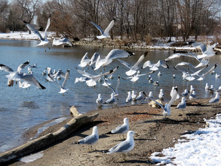 Fototapeta premium Toronto Lake flock of gulls 2017