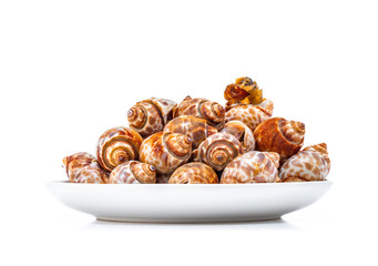grilled spotted babylon shell isolated on white background