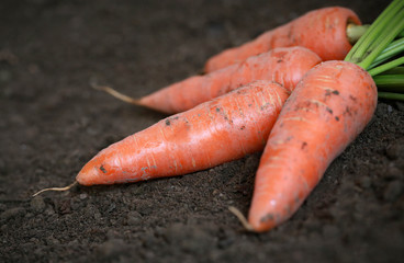 Organic carrots in the garden