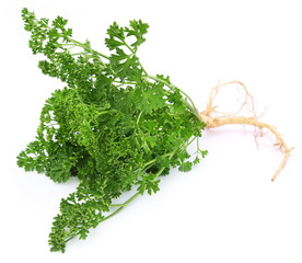 Parsley over white background