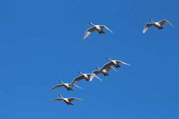 Trumpeter Swans Flying in Yellowstone National Park