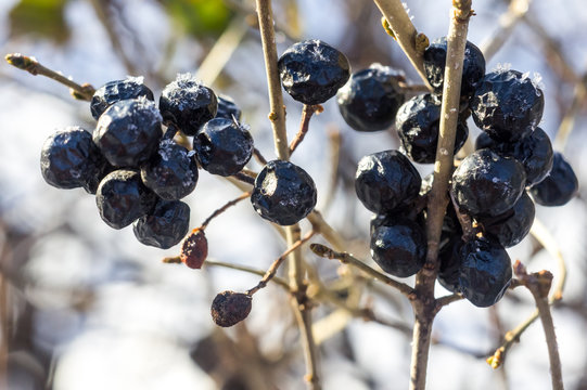 Fototapeta Small black berries on the bush in winter
