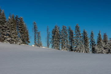 Row of trees over snow field, Gorce mountains, Poland, winter
