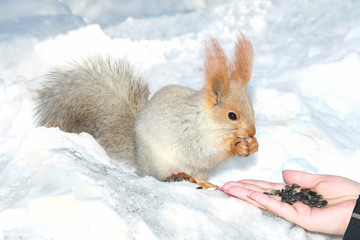 squirrel takes the seeds from the palm in the snow