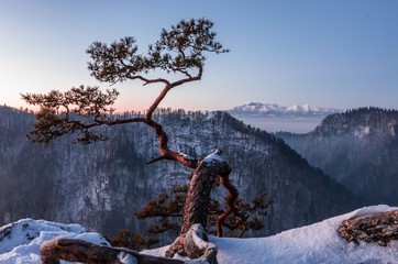 Obraz premium Dwarf pine tree on Sokolica peak, Pieniny mountains, Poland,