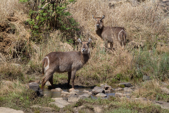 Waterbuck, Madikwe Game Reserve