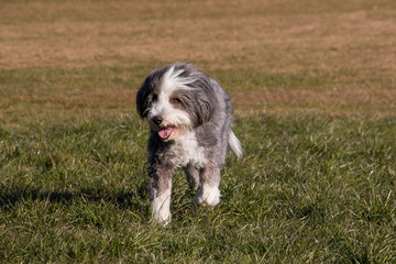 Bearded Collie running in lawn