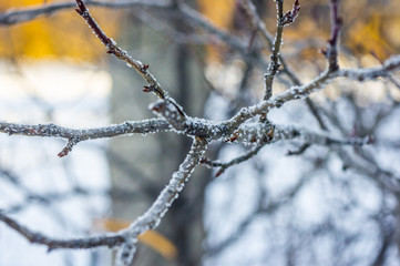 Fototapeta na wymiar Ice crystals on the branch
