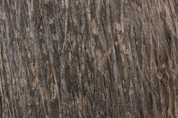 texture of bark wood use as natural background