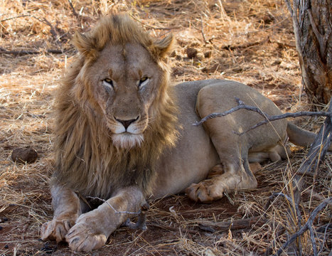 Lion, Madikwe Game Reserve