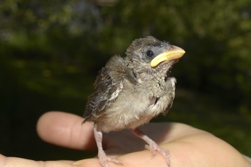 oiseau tombé du nid