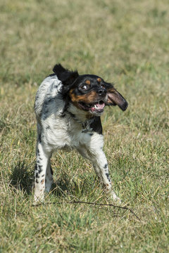 Cane da ferma epagneul breton cucciolo che squote la testa con le orecchio che volano