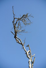 Bare Tree 2
