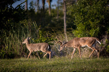 Fototapeta premium Buck Deer proding smaller doe
