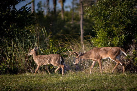 Buck Deer proding smaller doe