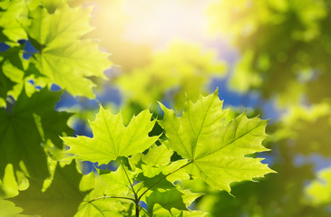 Fototapeta na wymiar Spring background with fresh maple leaves in sunlight