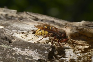 Frelon récoltant du bois pour faire son nid