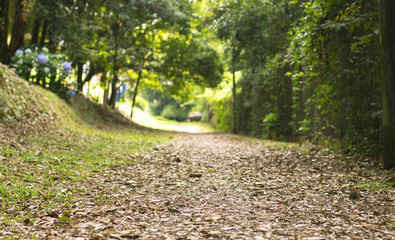 Path trough the forest with leaves. Sunny way ground view. Focus is on the leaves. Bokeh blurry background