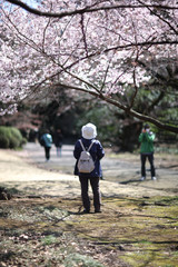 Obraz premium Tourists on a bright sunny spring day in the park admiring the cherry blossoms Tokyo