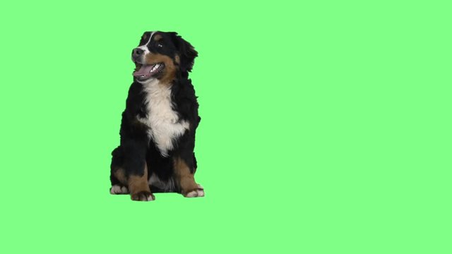 Bernese mountain dog sitting on a green background
