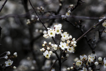 Small flower