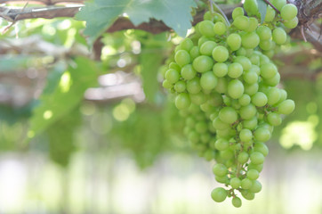 Green grapes in farm at Ninh Thuan, Vietnam