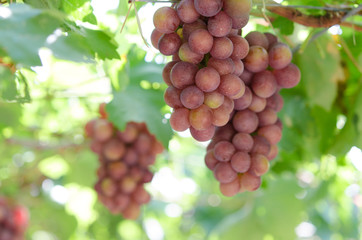 grapes in garden
